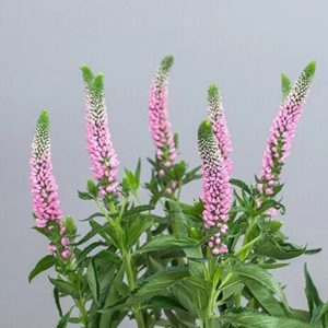 Hoa Amonica - Hồng A