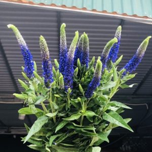 Hoa Amonica - Tím A