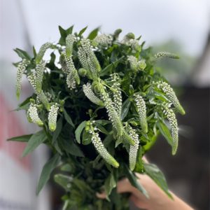 Hoa Amonica - Trắng A