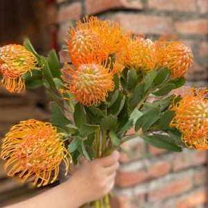 Hoa Ánh Trăng - Cam