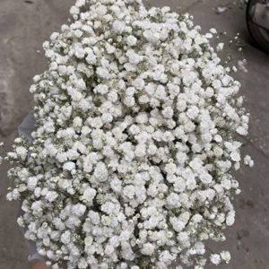 Hoa Baby - Trắng A