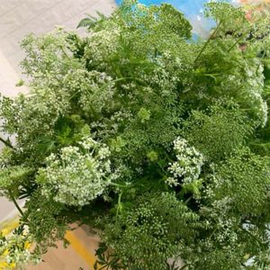 Hoa Bông Tuyết (Giần Sàng)