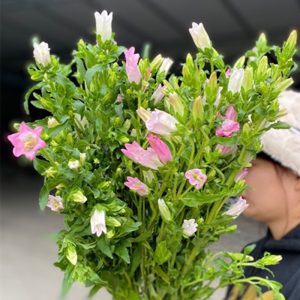 Hoa Chuông - Hồng A