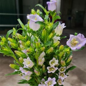 Hoa Chuông - Tím A