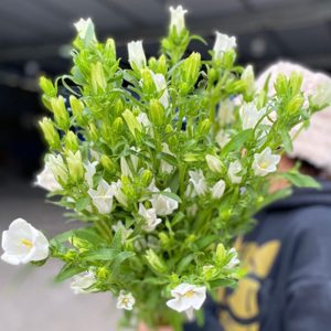 Hoa Chuông - Trắng A