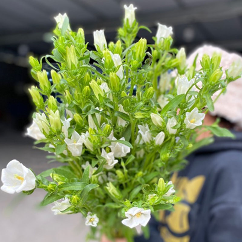 Hoa Chuông - Trắng A