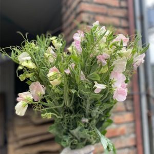 Hoa Đậu Thơm Hồng Nhạt