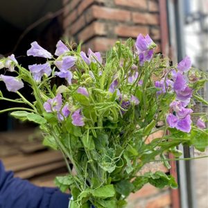 Hoa Đậu Thơm Tím