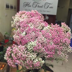 Hoa Gạo - Hồng A