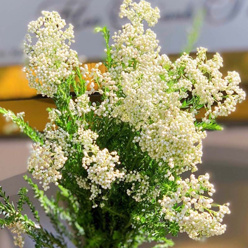 Hoa Gạo - Trắng A