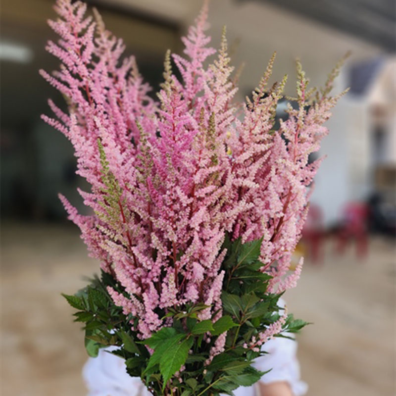 Hoa Hạnh Phúc Hồng