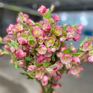 Hoa Hồng Tuyết A