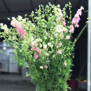 Hoa Phi Yến Thiên Điểu - Hồng A