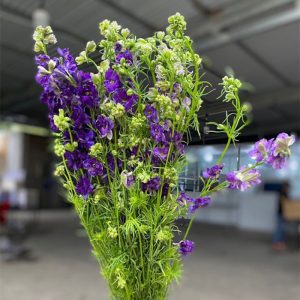 Hoa Phi Yến Thiên Điểu - Tím