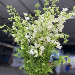 Hoa Phi Yến Thiên Điểu - Trắng