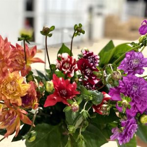 Hoa Thược Dược