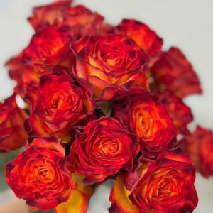 Hồng Cam Lửa Viền