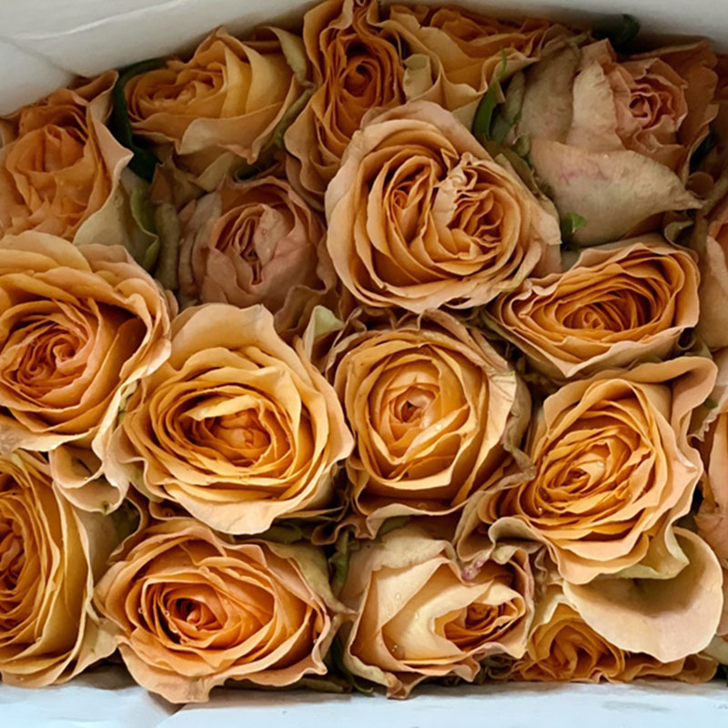 Hồng Cam Mộng Mơ