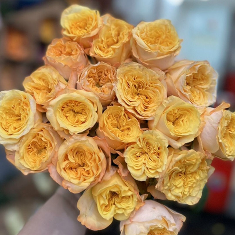 Hồng Cam Nữ Thần