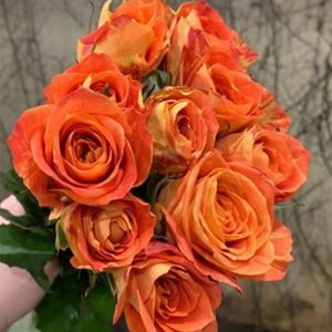 Hồng - Cam Party A