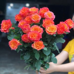 Hồng - Cam Spirit A