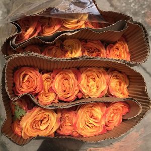 Hồng - Cam Xoăn A