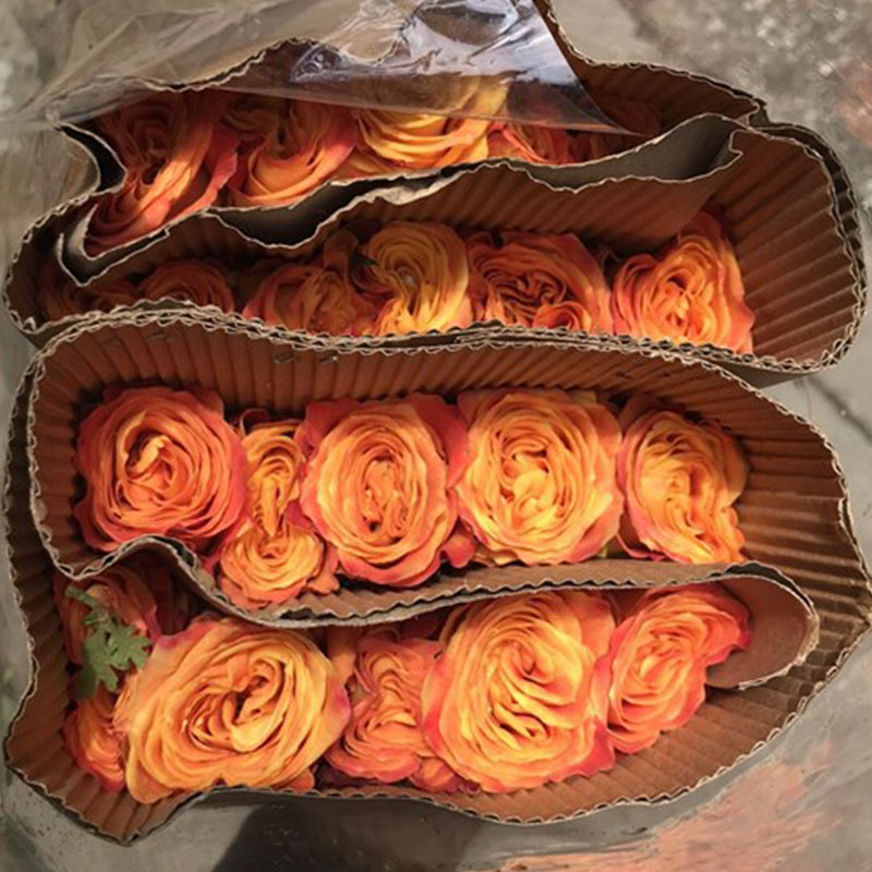 Hồng - Cam Xoăn A