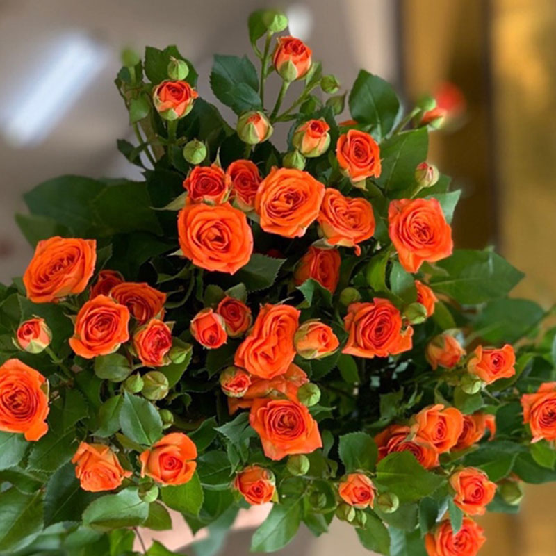 Hồng Chùm - Cam Baby A