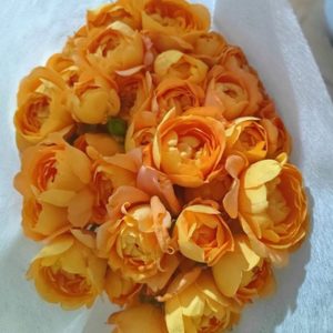 Hồng Chùm - Cam Juice A