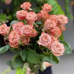 Hồng Chùm - Capuchino A