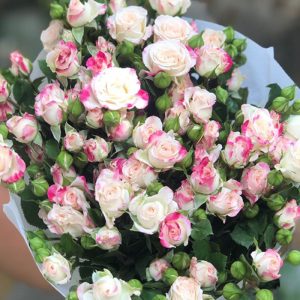 Hồng Chùm - Hồng Chiết Xạ A