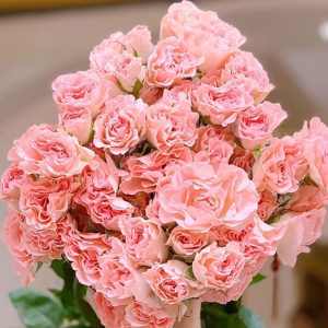 Hồng Chùm - Mỹ Nhân Ngư A