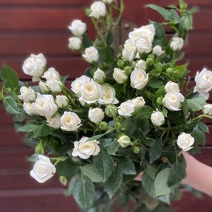 Hồng Chùm - Trắng A