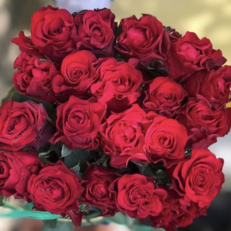 Hồng Đỏ Cô Dâu