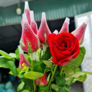 Hồng - Đỏ Lưới A