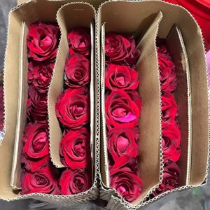 Hồng - Đỏ Truyền Kỳ A