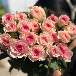 Hồng - Lạc Thần A