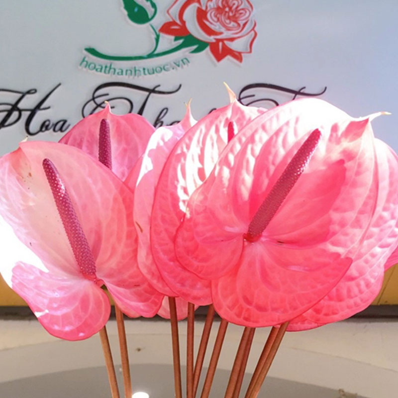 Hồng Môn - Hồng Đậm