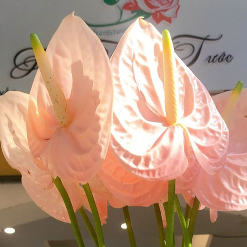 Hồng Môn - Hồng Nhạt