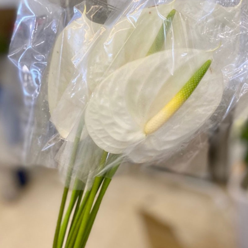 Hồng Môn - Trắng