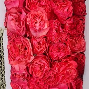 Hồng Nữ Thần Hồng