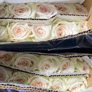 Hồng Ohara trắng