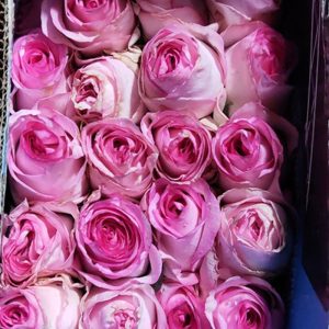 Hồng Song Hỷ Hồng