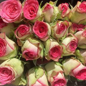 Hồng Song Hỷ Xanh