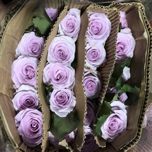 Hồng - Tím Môn A