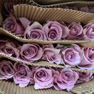 Hồng - Tím Sơn Tử A