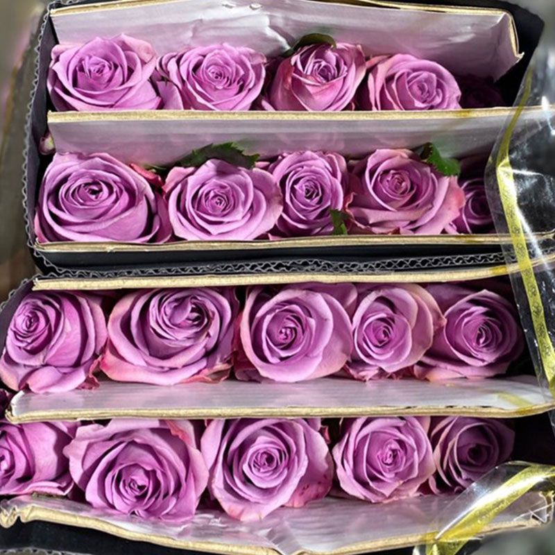 Hồng - Tím Tử Hà A