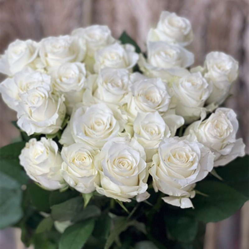 Hồng - Trắng cồ A