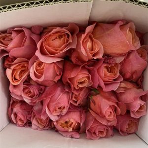 Hồng Victor hồng