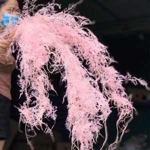 Kim Thủy Tùng - Hồng